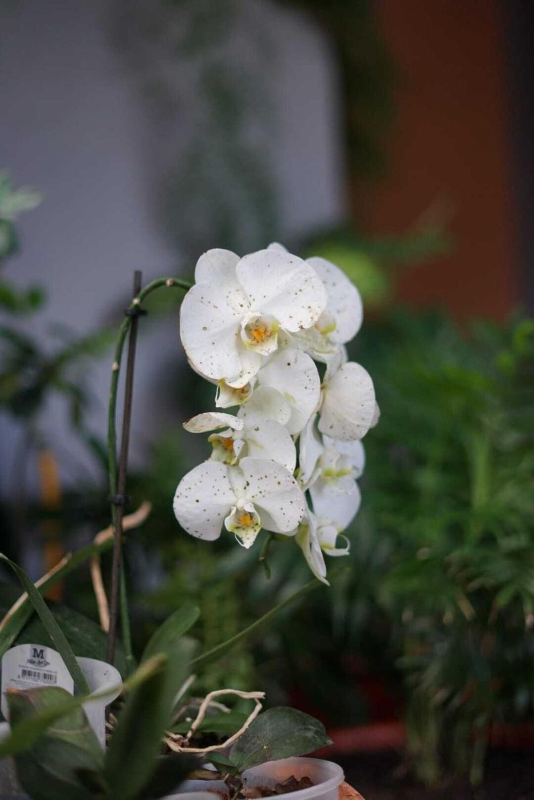 Gardens Guest House São Vicente المظهر الخارجي الصورة